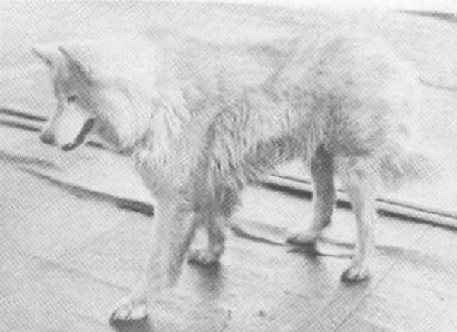 Antarctic Buck onboard ship - enroute to England.