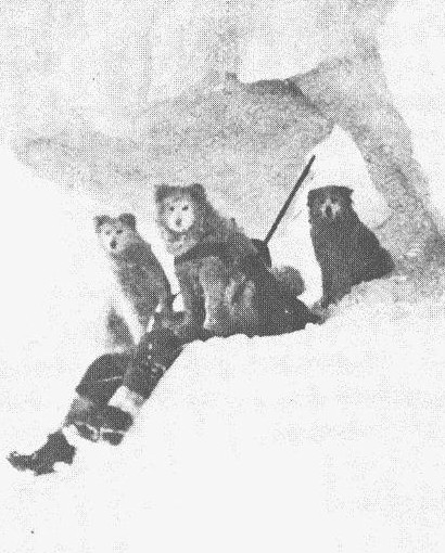 Borchgrevink and dogs on an ice ledge in the Antarctic.