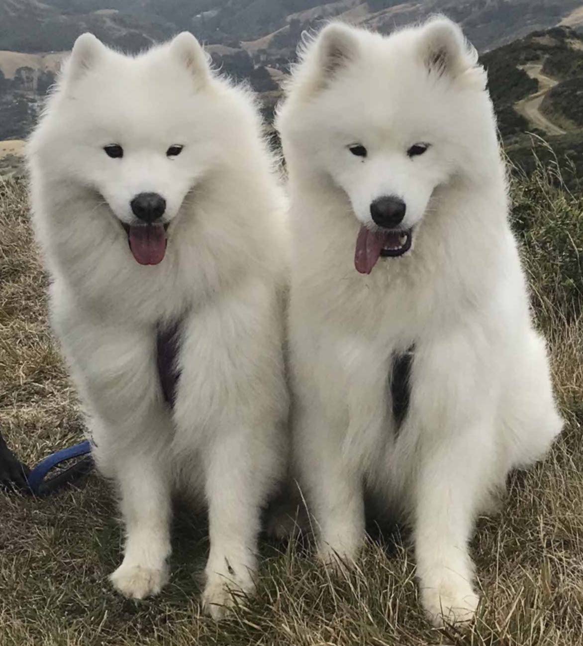 Lamby and Paddy. Mt Kaukau. April 2020.