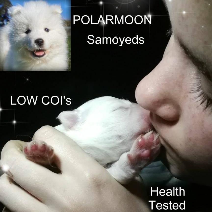 Polarmoon Samoyeds