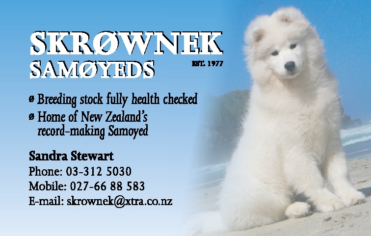 Skrownek Samoyeds