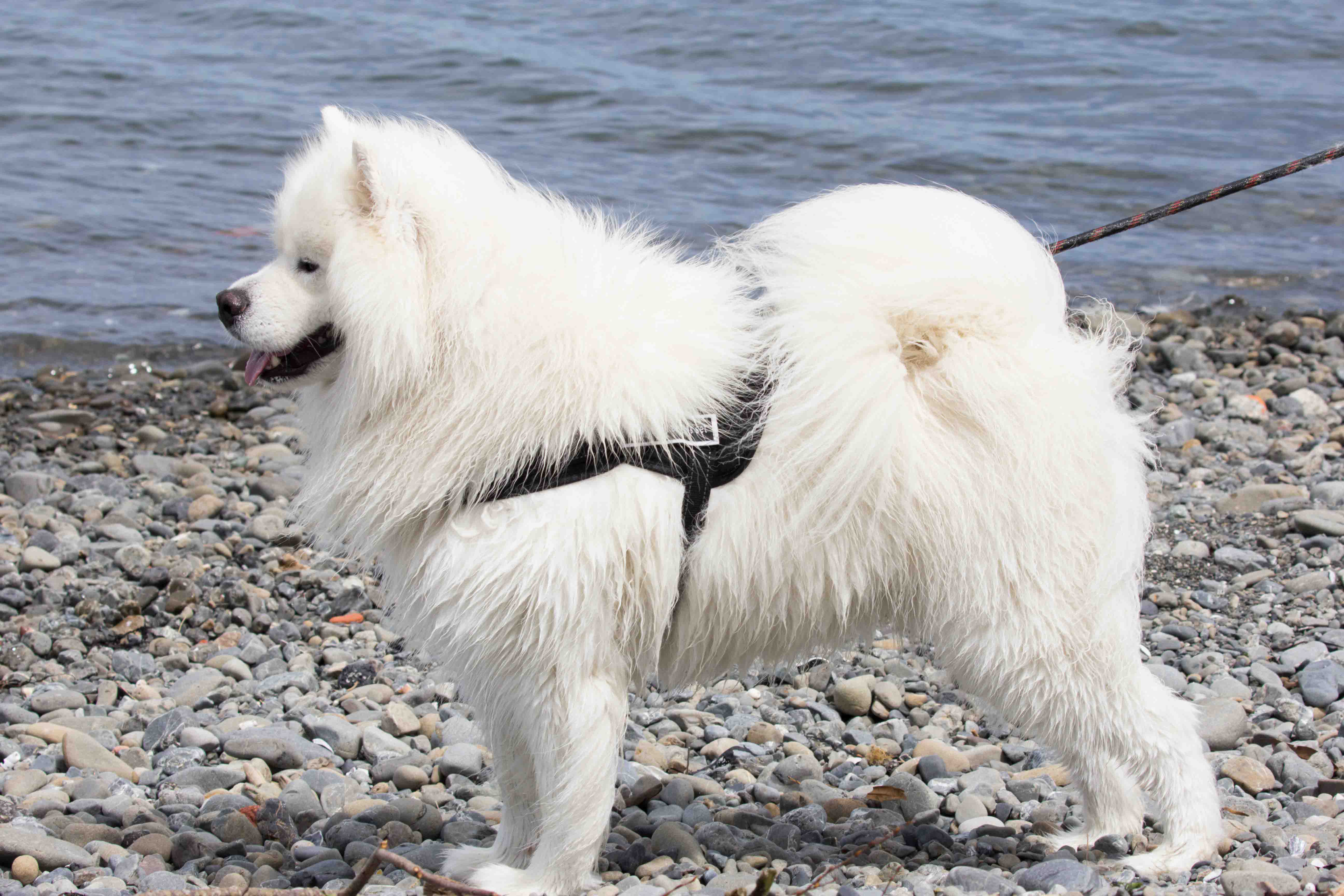 Thor at the beach. 2018.