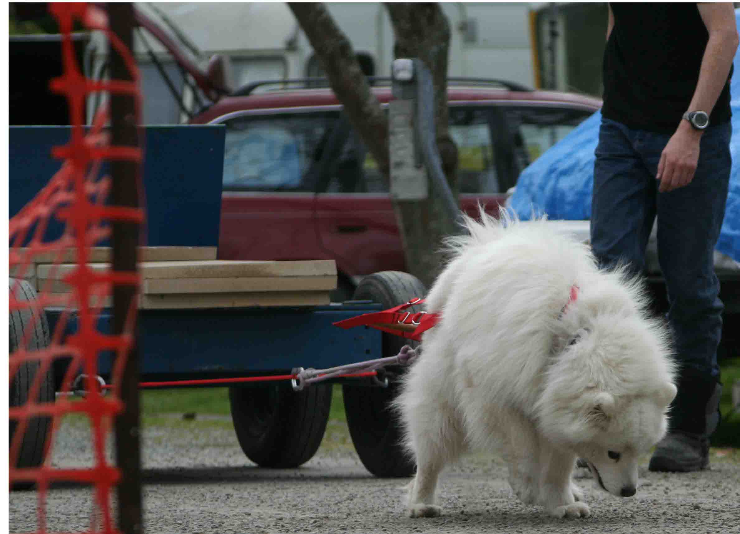 Weight Pull. 30 September 2007