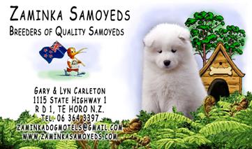 Zaminka Samoyeds